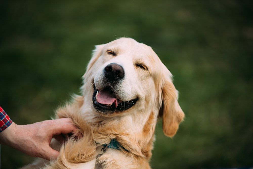 CloseViewOfFunnyYoungHappyLabradorRetrieverSmilingDog Total Vet A Guide To Panacur