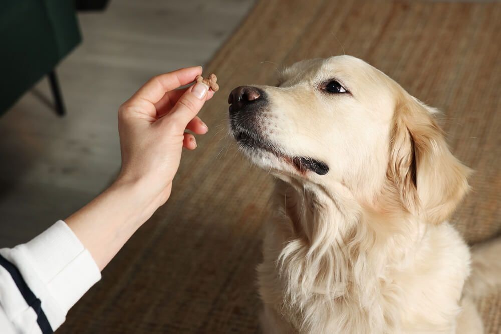 AGuidetoProbioticsforDogswithDiarrhea1 Total Vet probiotics for dogs with diarrhea