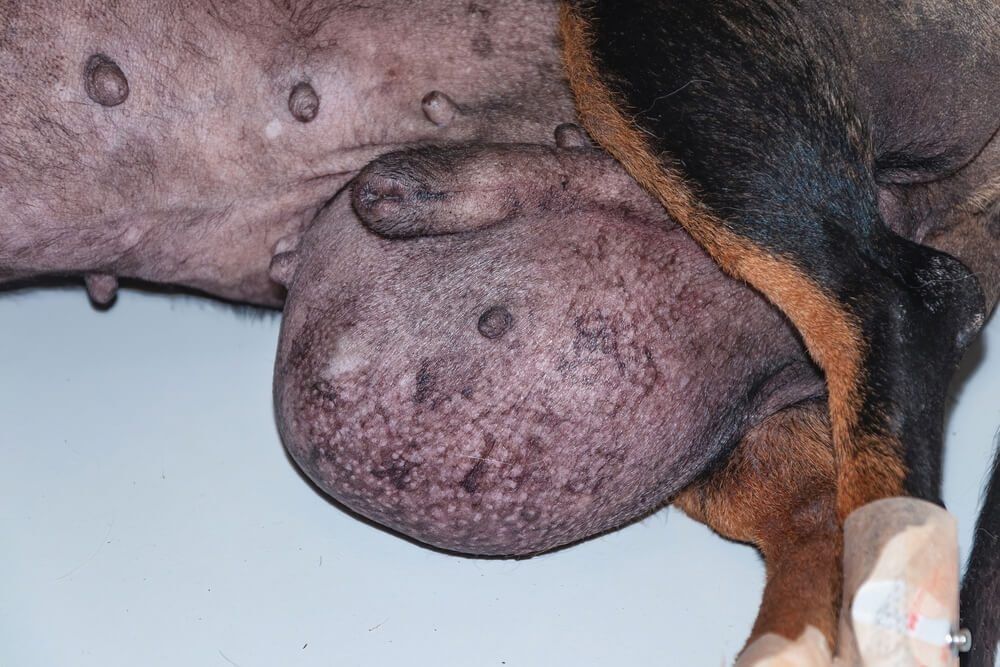 APetOwnersGuidetoTesticularCancerinDogsCausesSymptomsandTreatment Total Vet Testicular Cancer in Dogs