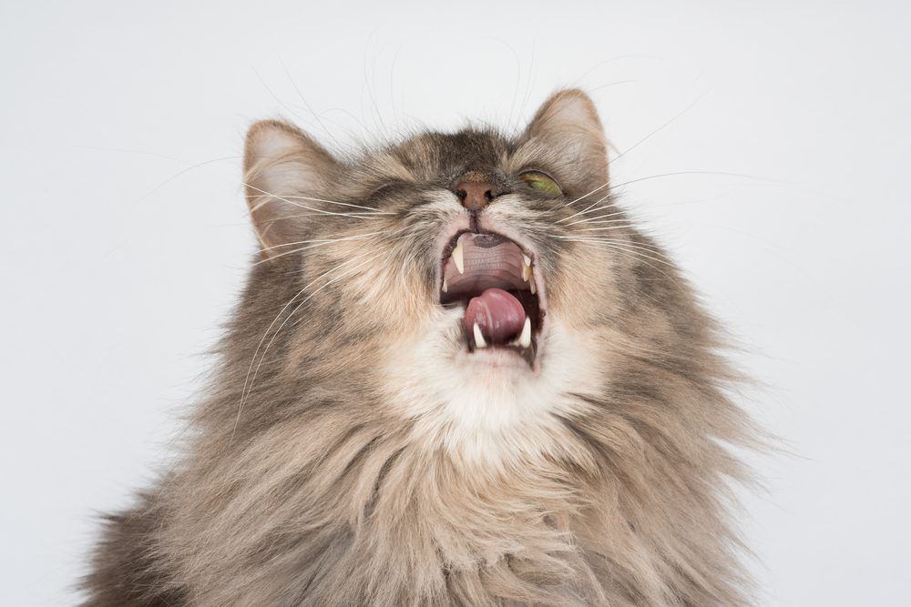 CatSneezesMakingFunnyExpressionSickCatNeedsTreatmentCat Total Vet cat crying