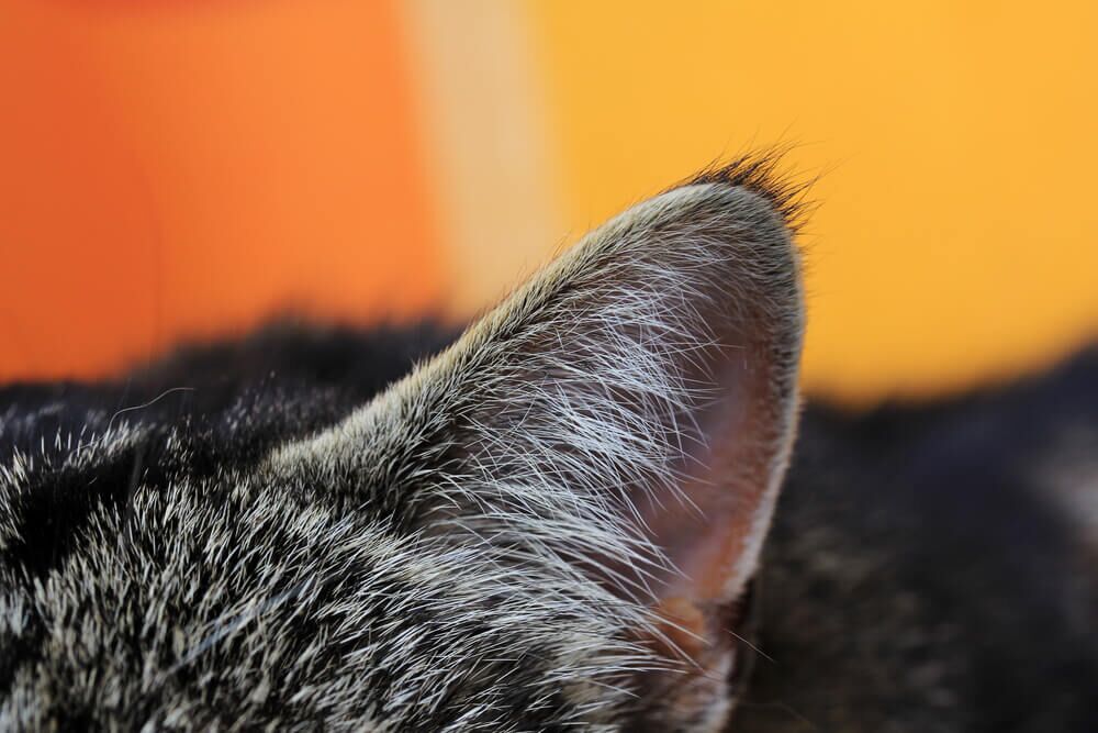 CatLosingHaironEarsWhatYouShouldKnowandWhattodoAboutIt Total Vet Cat losing hair on ears