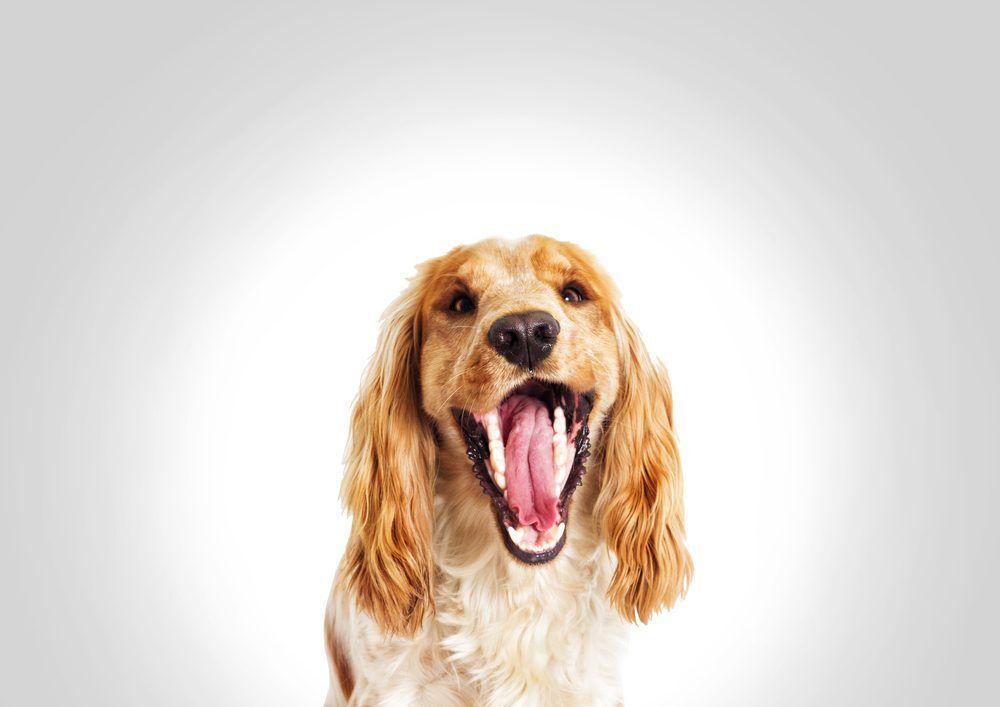 PortraitFunnyDogSpanielOnAGrayBackground Total Vet Dog smiling