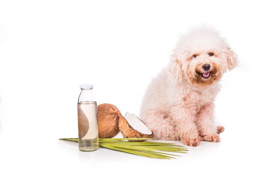 CoconutOilForDogsIsCoconutOilSafeforDogs Total Vet coconut oil for dogs