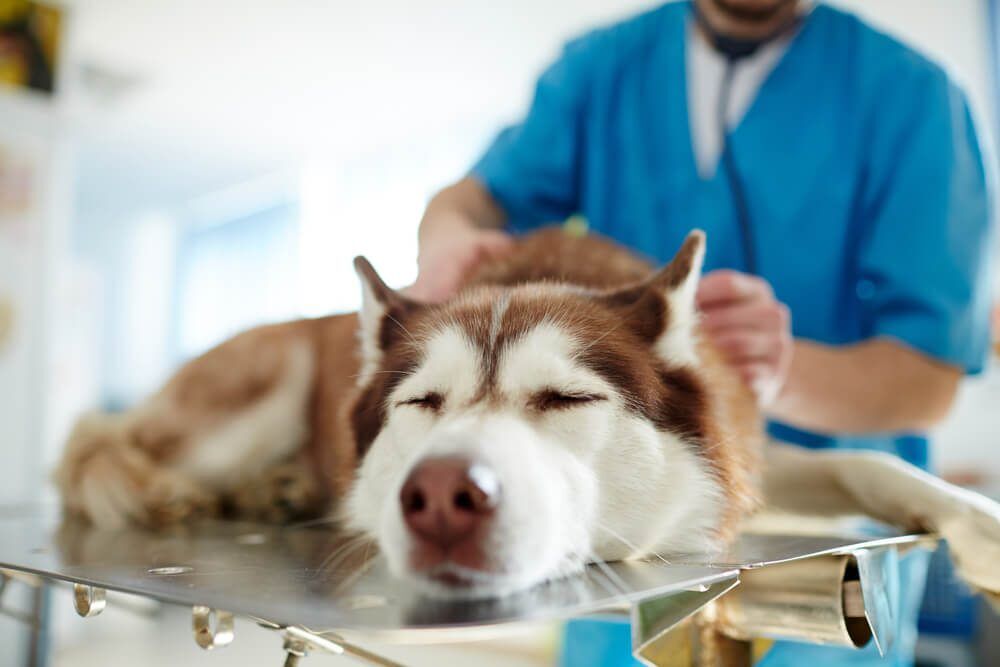 HeartMurmurinDogsCausesSymptomsandTreatments Total Vet Heart Murmur in Dogs