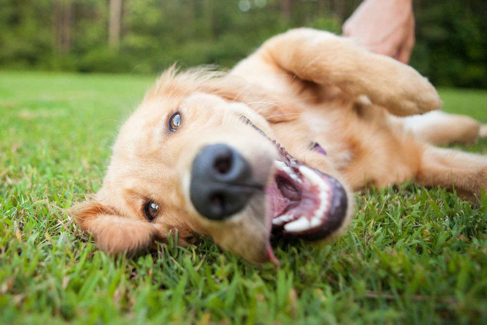 YellowLabRollsOverOutside Total Vet Metacam Meloxicam for Dogs