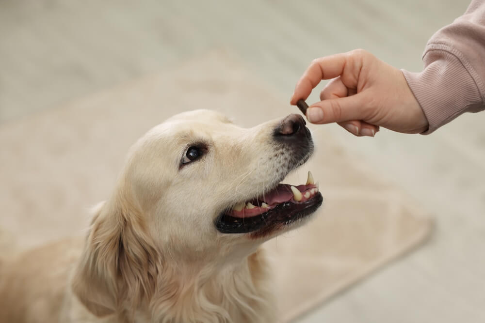 PawfyProbioticsforDogsReviewedProsConsandIngredientAnalysis Total Vet Pawfy Probiotics for Dogs