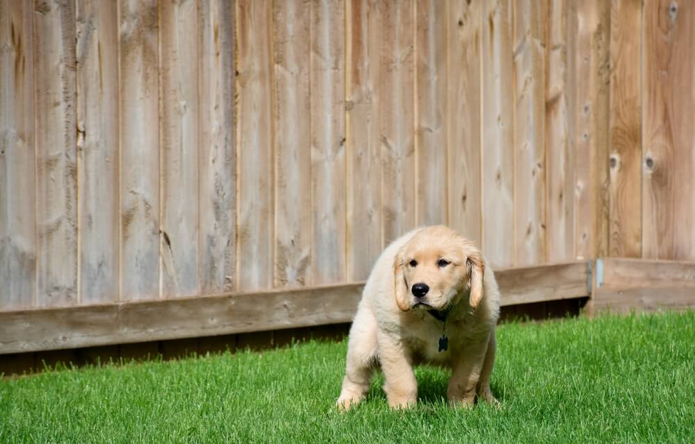 PuppyDiarrheaWhatIsItWhatdoYouNeedtoKnow Total Vet Puppy going potty on grass outside