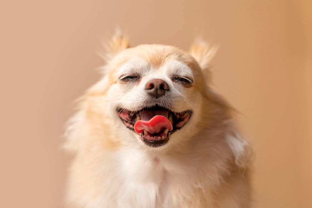 CuteSmileChihuahuaBrownColorHappinessFriendLapdogWithBrown Total Vet Rimadyl for Dogs