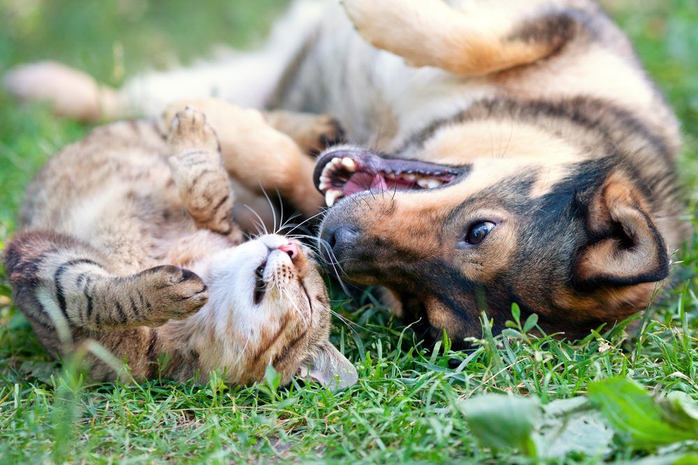 DogAndCatBestFriendsPlayingTogetherOutdoorLyingOn Total Vet Simparica for Dogs and Cats