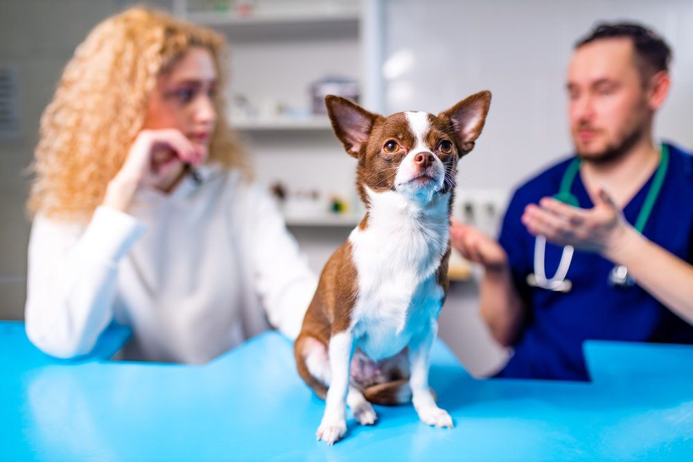 TurkeyTailMushroomRisksSideEffectsConsiderations Total Vet Dog owner taking dog to veterinarian
