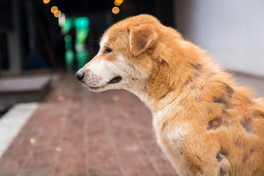 WhatisMangeinDogsCausesSymptomsTreatmentandMore Total Vet mange in dogs