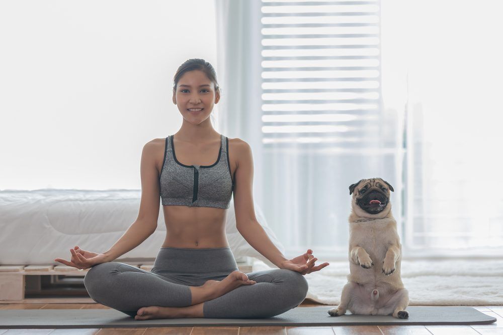 BeautifulAsianWomanPracticeYogaLotusPoseWithDogPug Total Vet benefits of dog yoga