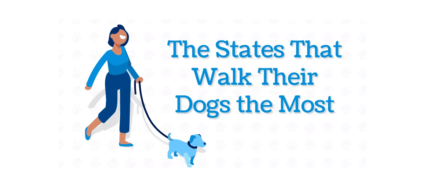 dogwalking Total Vet dog walking