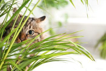petsafeplantshero Total Vet pet safe plants hero