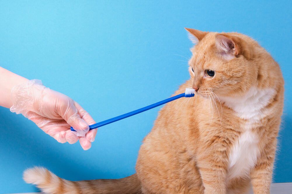 shutterstock1810668472 Total Vet Cat Dental Care