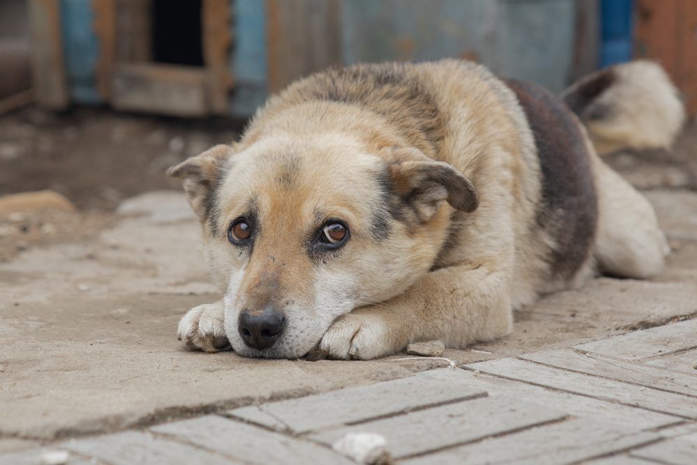 ALonelyDogisSadWithoutAMasterADog Total Vet animal abuse statistics