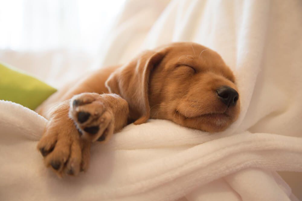 WhendoPuppiesOpenTheirEyesYourQuestionAnswered1 Total Vet when do puppies open their eyes