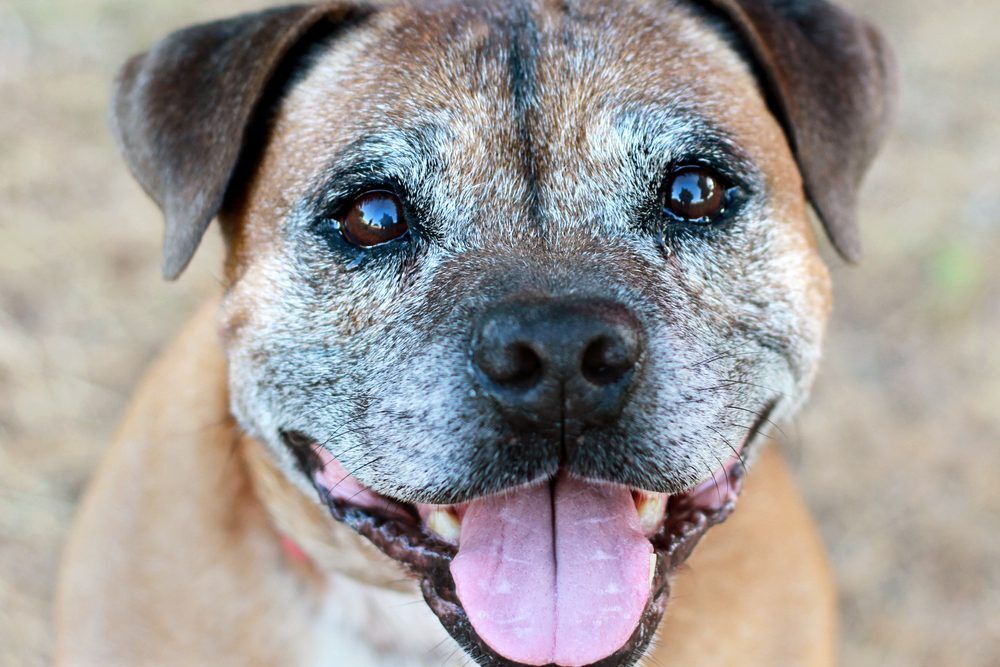 SeniorTerrierCloseUpHappyFace Total Vet How to Crate Train an Older Dog