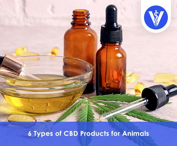CBD vs Hemp Oil Total Vet CBD vs Hemp Oil