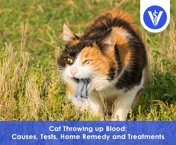 Cat throwing up blood Total Vet Cat throwing up blood