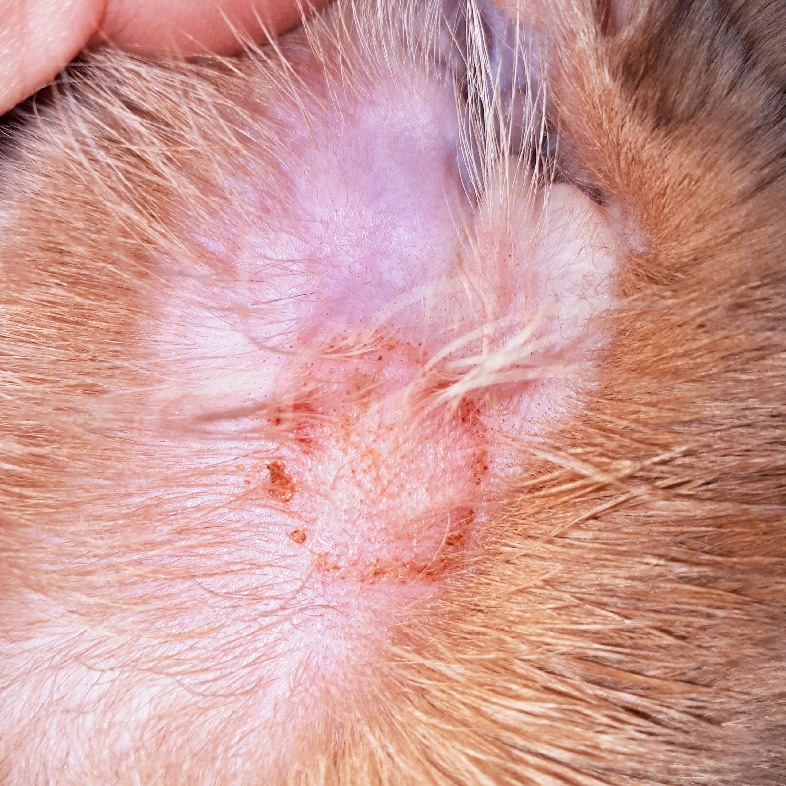 What Is Ringworm in Dogs Causes Stages and Treatments Total Vet Ringworm in dogs A closeup photo of a case of ringworm on a dog