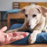probiotics for dogs with diarrhea