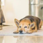 arthritis in dogs