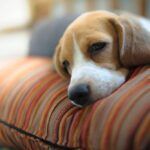 can a dog overdose on cbd oil