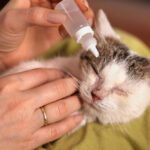 Cat getting ear drops