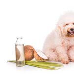 coconut oil for dogs