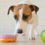 diabetes in dogs
