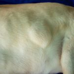 Dog Lipoma