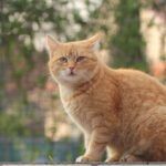 Orivet Cat DNA Test Kit