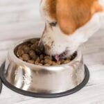 Science Diet Dog Food