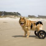 Hip Dysplasia in Dogs