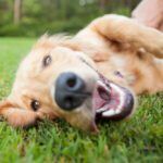 Metacam Meloxicam for Dogs