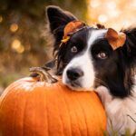 Dog sitting with a pumpkin