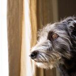 Separation Anxiety in Dogs