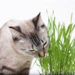 Cat eating grass