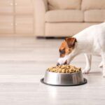 High Fiber Dog Food