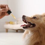 joint supplement for dogs with hip dysplasia