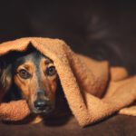 trazodone for dogs