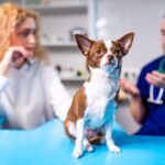 Dog owner taking dog to veterinarian