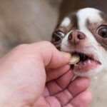 probiotics for dogs