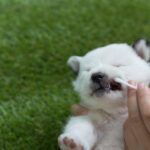 find my pet dna dog dna test