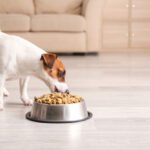 dog food with probiotics