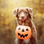 halloween pet safety 5 tips to keep your pets safe this halloween