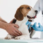 Bordetella Vaccine