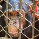 animals in captivity statistics