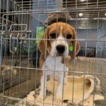 animal testing statistics